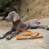 A gray dog in black and green boots and an orange-striped collar lies on rocks outdoors, with a Truelove Dog Lead – Reflective, Soft Grip, Standard Length matching its collar placed neatly in front.
