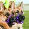 purple headcollar on 2 german sheperds