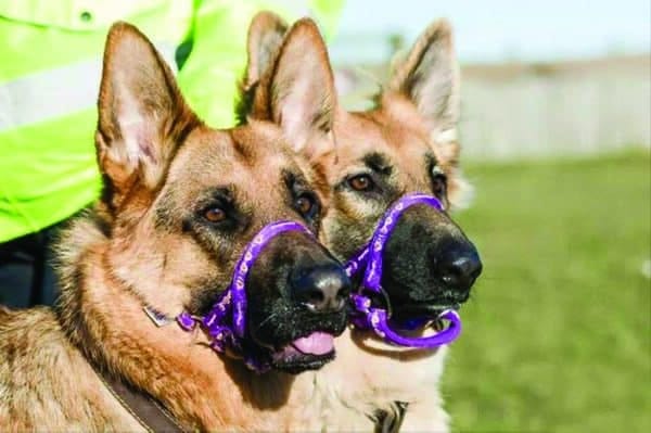 purple headcollar on 2 german sheperds