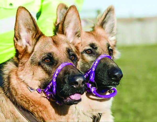 purple headcollar on 2 german sheperds