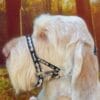 dogmatic head collar on a white dogs head black and gold headcollar