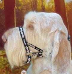 dogmatic head collar on a white dogs head black and gold headcollar