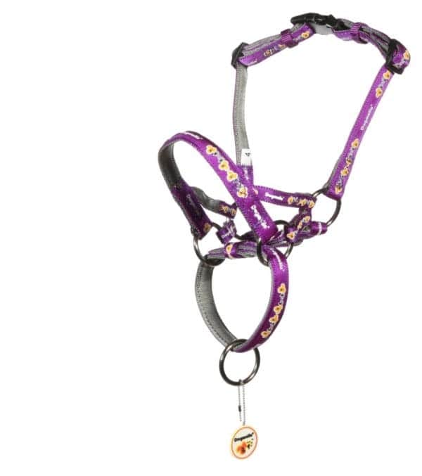 purple Dogmatic Head Collar, , PADDED CUSHIONED WEBBING