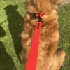 A golden-brown dog wearing a WAVE collection Waterproof Dog Collar with quick release buckle sits on green grass, seen from above. A red lead is attached to the collar, and the dog's tail curls to the side with shadows on the grass.