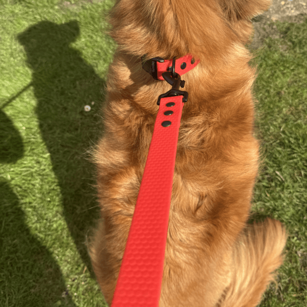 A golden-brown dog wearing a WAVE collection Waterproof Dog Collar with quick release buckle sits on green grass, seen from above. A red lead is attached to the collar, and the dog's tail curls to the side with shadows on the grass.