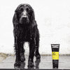 A wet black dog stands proudly beside a tube of Animology Fox Poo Shampoo 250ml. Water drips from its fur, reflecting the refreshing bath it's enjoying. A white wall in the background highlights this rejuvenating experience for the clean pup.