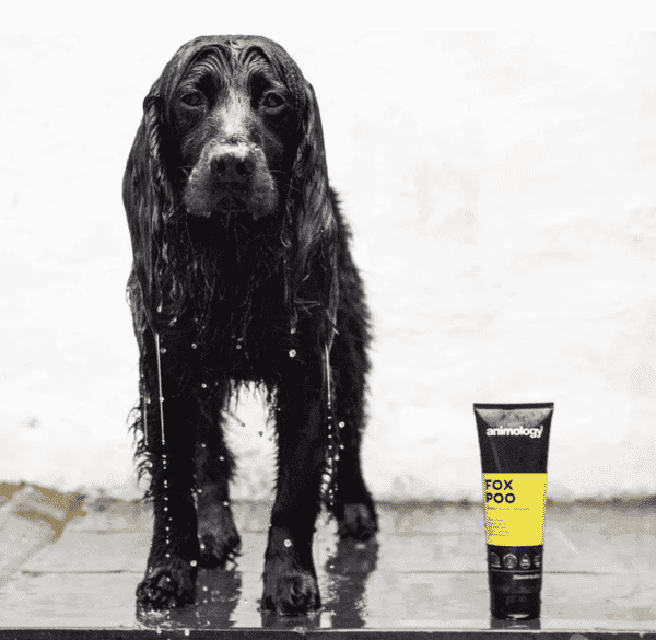 A wet black dog stands proudly beside a tube of Animology Fox Poo Shampoo 250ml. Water drips from its fur, reflecting the refreshing bath it's enjoying. A white wall in the background highlights this rejuvenating experience for the clean pup.