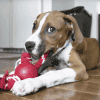 A brown and white puppy with a blue collar chews on a Kong Ball w/Rope. The puppy lies on a wooden floor, looking up playfully. A woven basket sits in the background.