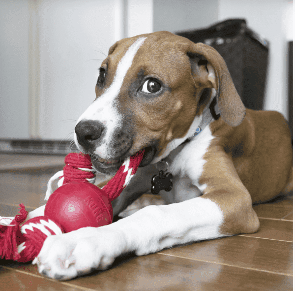 A brown and white puppy with a blue collar chews on a Kong Ball w/Rope. The puppy lies on a wooden floor, looking up playfully. A woven basket sits in the background.