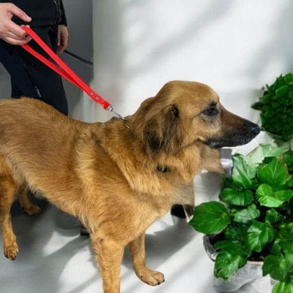 WATERPROOF SHORT-HANDLE LEAD