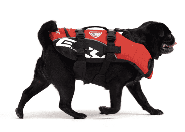 A black pug wearing an EzyDog Dog Flotation Device—red and black with white patterns and secure straps—walks left with its tongue out.