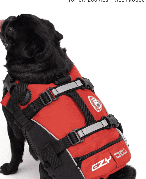 A black pug wearing the EzyDog Dog Flotation Device - Life Jackets for Dogs with reflective strips and black straps sits on a white background, looking up with its tongue out.