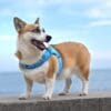 A brown and white corgi in a blue Truelove Cooling Dog Harness - Dual D-Rings & Hook-and-Loop TLH30131 stands on concrete by the water, looking to the side with its mouth open against a blue sky background.
