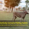 Dog training lead in action - slip lead dog leash correcting pulling behavior outdoors