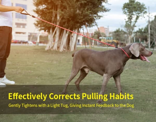 Dog training lead in action - slip lead dog leash correcting pulling behavior outdoors