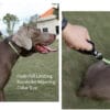 Adjustable dog leash silicone stopper - slip collar leash size adjustment demonstration