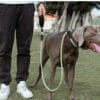 Large dog wearing slip lead dog leash - nylon rope leash for outdoor training and walks
