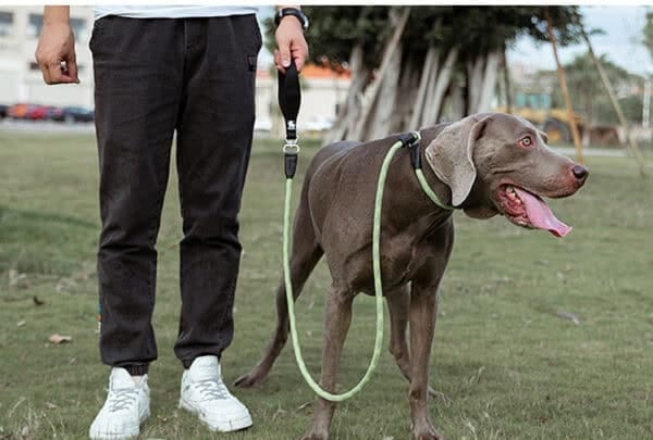 Large dog wearing slip lead dog leash - nylon rope leash for outdoor training and walks