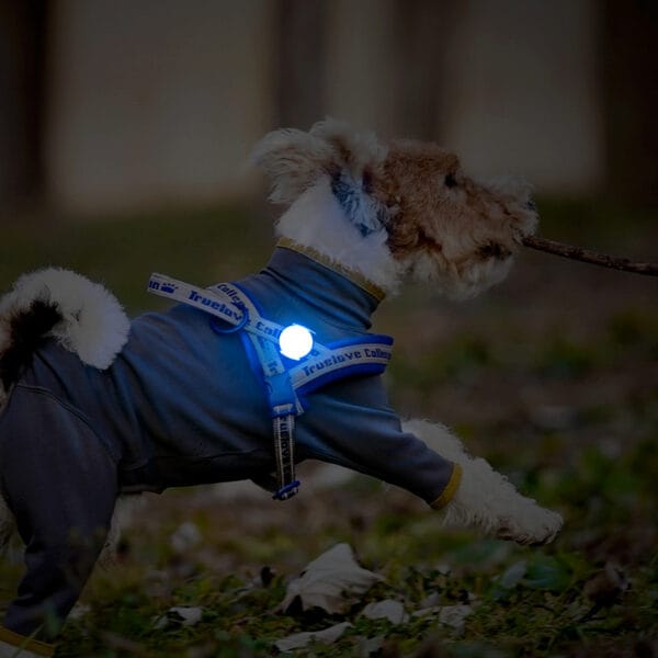 Pet LED Light - Waterproof Rechargeable Safety Light | Truelove TLD19103