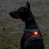 Pet LED Light - Waterproof Rechargeable Safety Light | Truelove TLD19103