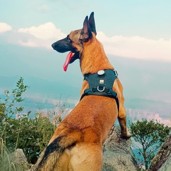 A Belgian Malinois in the Truelove TLH6771 LED Dog Harness - GPS Tracker Smart Safety stands atop a rocky hill, surveying lush greenery and a distant city skyline under a clear blue sky.