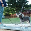 A small gray and white dog on the Reflective Dog Leash - Lightweight 3M Safety Leash | Truelove TLL2772 looks up at a person standing on a paved path outdoors, surrounded by green trees and plants.