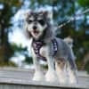 A small gray and white dog wears a Truelove Easy Fit Quick-Release Pet Harness with Dual D-Rings, standing on a stone surface outdoors and looking at the camera. Blurred trees and greenery are visible in the background.