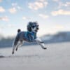 A small gray dog sporting the Truelove Easy Fit Quick-Release Pet Harness with Dual D-Rings joyfully runs and leaps across a sandy beach under a blue sky dotted with soft clouds, the background beautifully blurred.