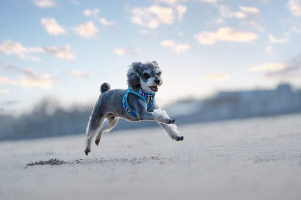 A small gray dog sporting the Truelove Easy Fit Quick-Release Pet Harness with Dual D-Rings joyfully runs and leaps across a sandy beach under a blue sky dotted with soft clouds, the background beautifully blurred.