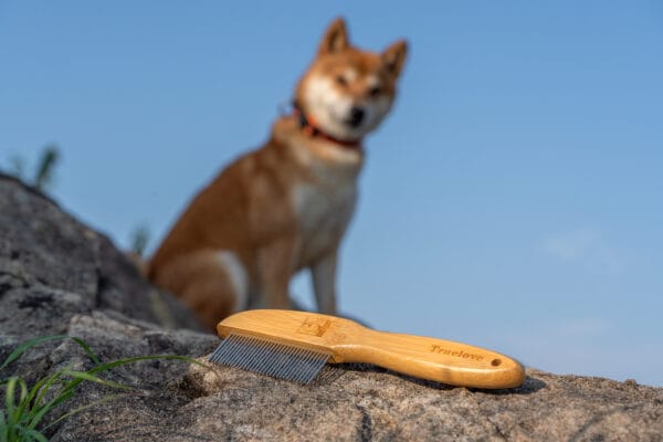A Truelove Bamboo Pet Grooming Brush with stainless steel pins rests on a rock, while a Shiba Inu in a red collar stands nearby against a clear blue sky.