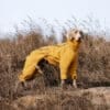 A dog wearing a yellow windproof jacket, standing proudly on a rock in a grassy field, demonstrating the jacket's durability and outdoor suitability.