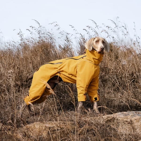 A dog wearing a yellow windproof jacket, standing proudly on a rock in a grassy field, demonstrating the jacket's durability and outdoor suitability.