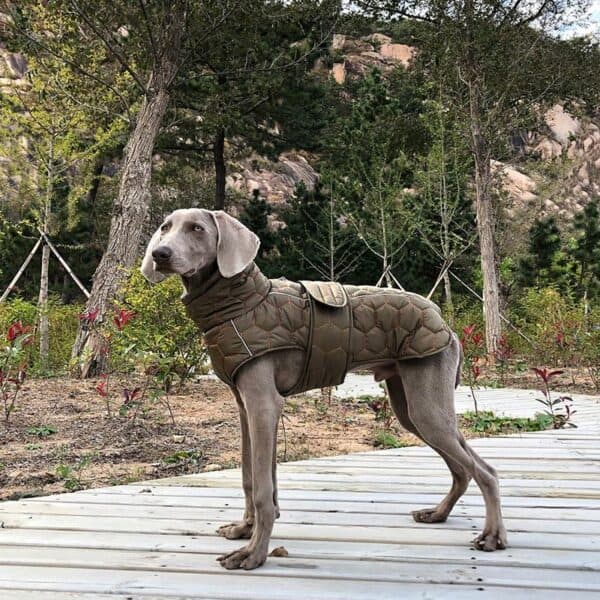 A dog standing outdoors, wearing a green fleece dog jacket with a quilted design, high collar, and reflective accents, showcasing a stylish and warm winter coat.