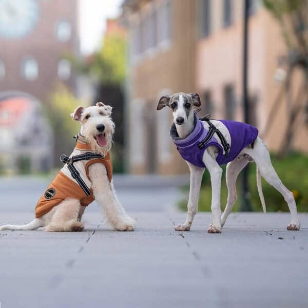 Two dogs wearing the Luxury Winter Dog Coat in orange and purple, showcasing a fashionable winter design and a comfortable fit for outdoor activities.