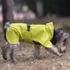 Small dog wearing a yellow waterproof jacket, walking in a grassy area.