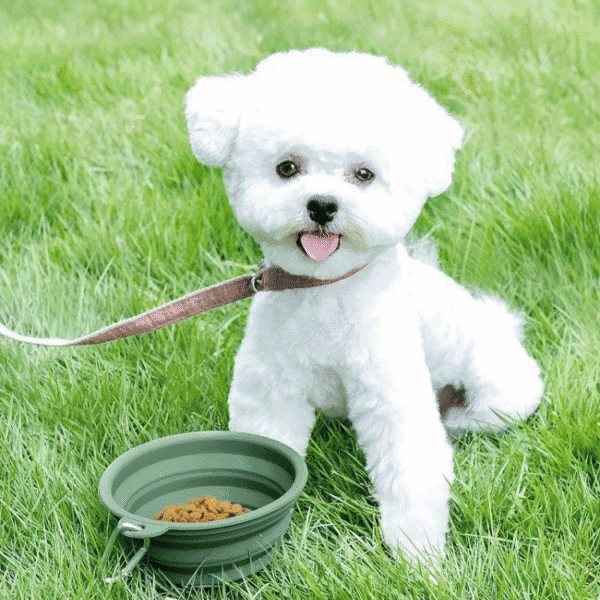 A close-up of a green collapsible dog bowl placed on the ground, showing its flexible material and compact design.