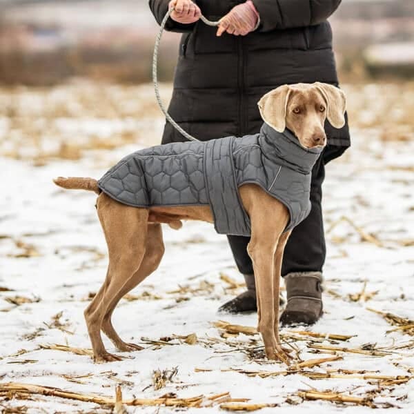 A dog standing in snow, wearing a stylish gray fleece dog jacket with a quilted pattern and high collar, with a leash held by a person in a black coat.