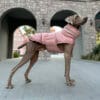 Dog wearing a Pink reflective winter jacket with a reflective collar and waterproof design, standing outdoors at sunset, showcasing the reflective effect.