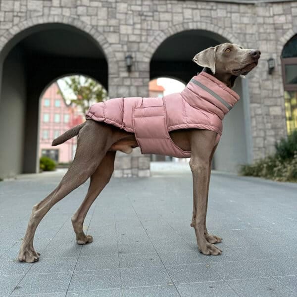 Dog wearing a Pink reflective winter jacket with a reflective collar and waterproof design, standing outdoors at sunset, showcasing the reflective effect.