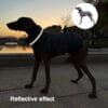 Dog wearing a black reflective winter jacket with a reflective collar and waterproof design, standing outdoors at sunset, showcasing the reflective effect.