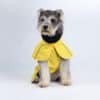 Small dog sitting with a reflective yellow raincoat, wearing a black collar, against a white background.