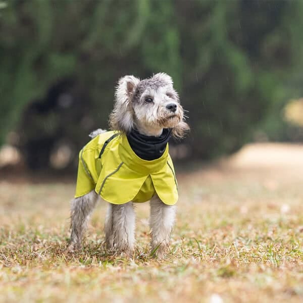 Small dog wearing a bright yellow waterproof jacket in a grassy field