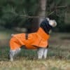 Small dog wearing an orange waterproof jacket, standing in a grassy area with a black collar.