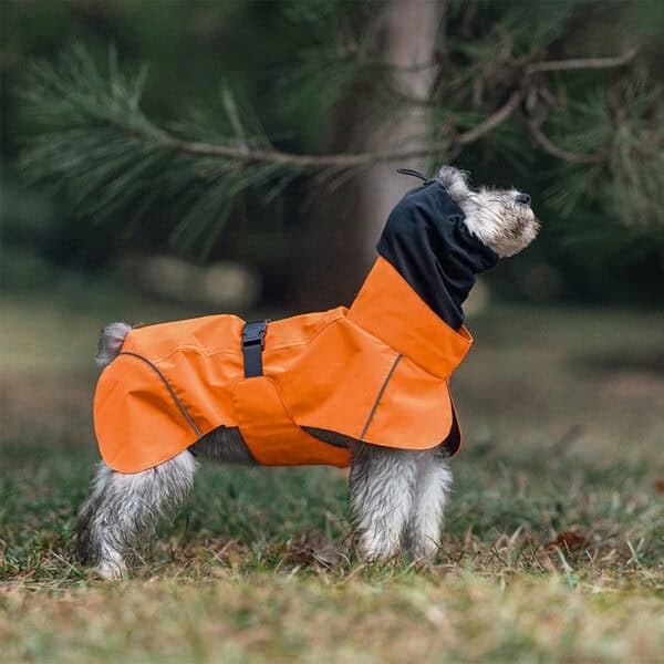 Small dog wearing an orange waterproof jacket, standing in a grassy area with a black collar.