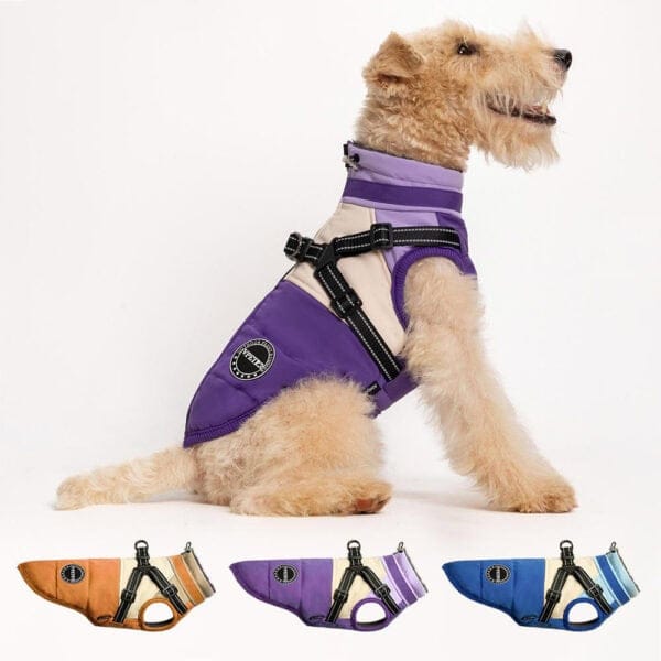 A dog wearing the purple Luxury Winter Dog Coat with a harness, showcasing the fashionable design with contrasting colors and excellent insulation.