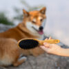 A hand holds the Truelove Bamboo Pet Brush – a dual-action grooming comb for dogs & cats – with black bristles in the foreground, while a Shiba Inu lies on a rock in the blurred background, looking at the camera.
