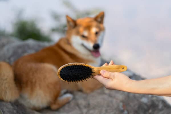 A hand holds the Truelove Bamboo Pet Brush – a dual-action grooming comb for dogs & cats – with black bristles in the foreground, while a Shiba Inu lies on a rock in the blurred background, looking at the camera.