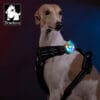 Dog wearing a black harness with Truelove TLD19102 LED collar light attached, glowing in multicolor mode for nighttime visibility.