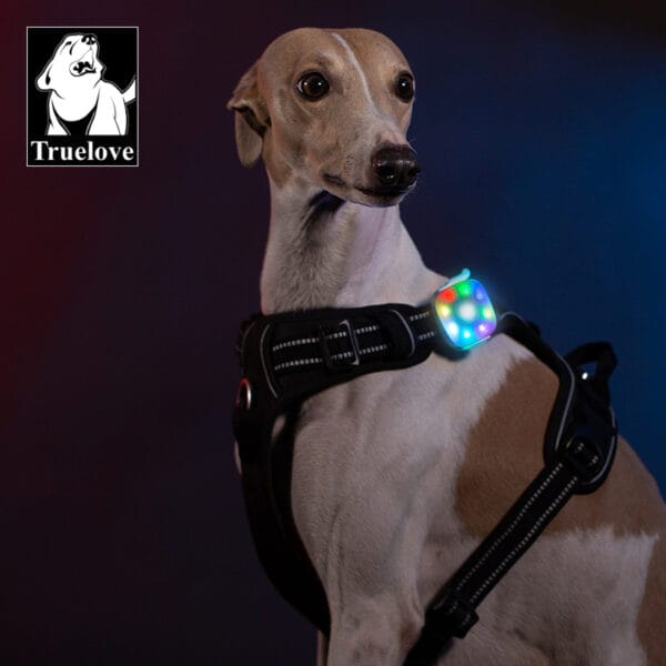 Dog wearing a black harness with Truelove TLD19102 LED collar light attached, glowing in multicolor mode for nighttime visibility.