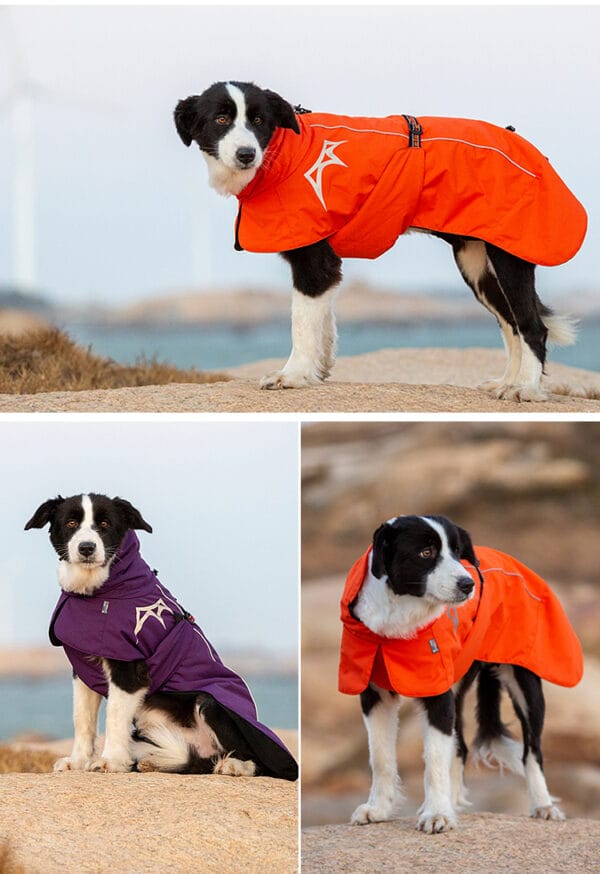 A black and white dog outdoors stands on rocks with blurred natural scenery, wearing an orange Outdoor Winter Dog Coat - Waterproof, Windproof & Reflective (top and bottom right) and a purple raincoat (bottom left).